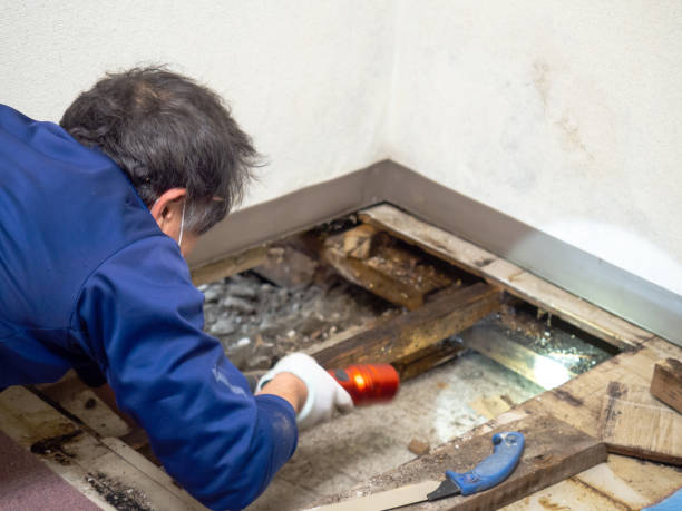 Best Mold Testing  in St Cloud, MN