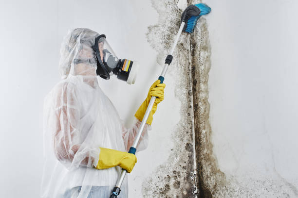 Best Black Mold Removal  in St Cloud, MN