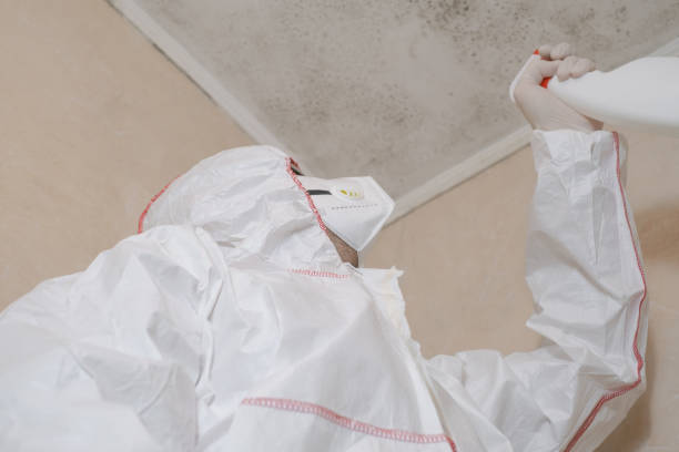 Best Toxic Mold Removal  in St Cloud, MN