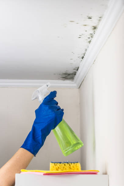 Best Certified Mold Removal  in St Cloud, MN